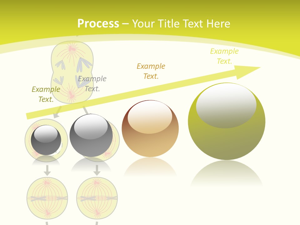 Organelle Cycle Tissue PowerPoint Template
