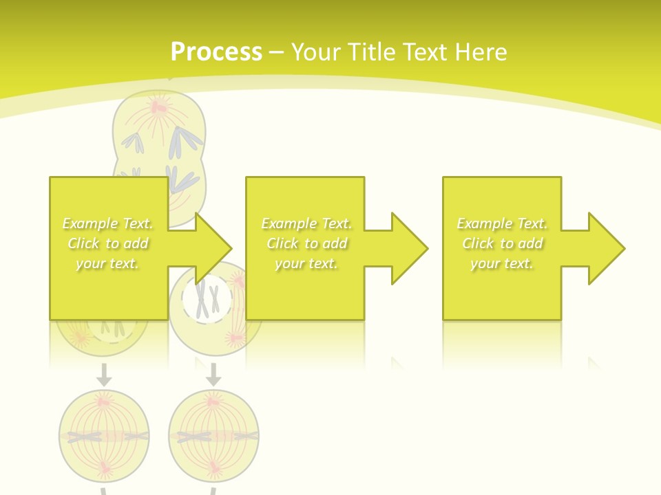 Organelle Cycle Tissue PowerPoint Template