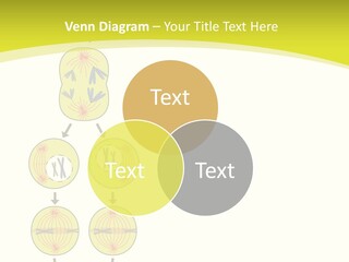 Organelle Cycle Tissue PowerPoint Template