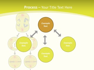 Organelle Cycle Tissue PowerPoint Template