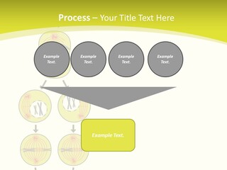Organelle Cycle Tissue PowerPoint Template