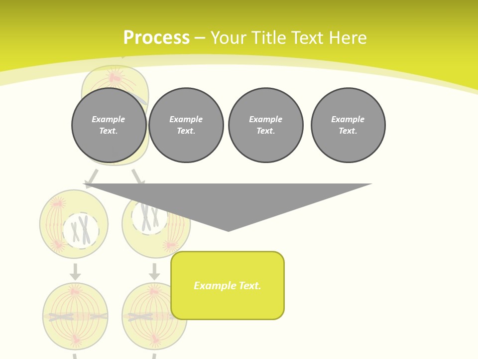 Organelle Cycle Tissue PowerPoint Template