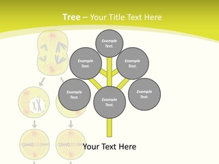 Organelle Cycle Tissue PowerPoint Template