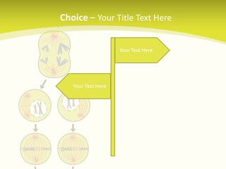 Organelle Cycle Tissue PowerPoint Template
