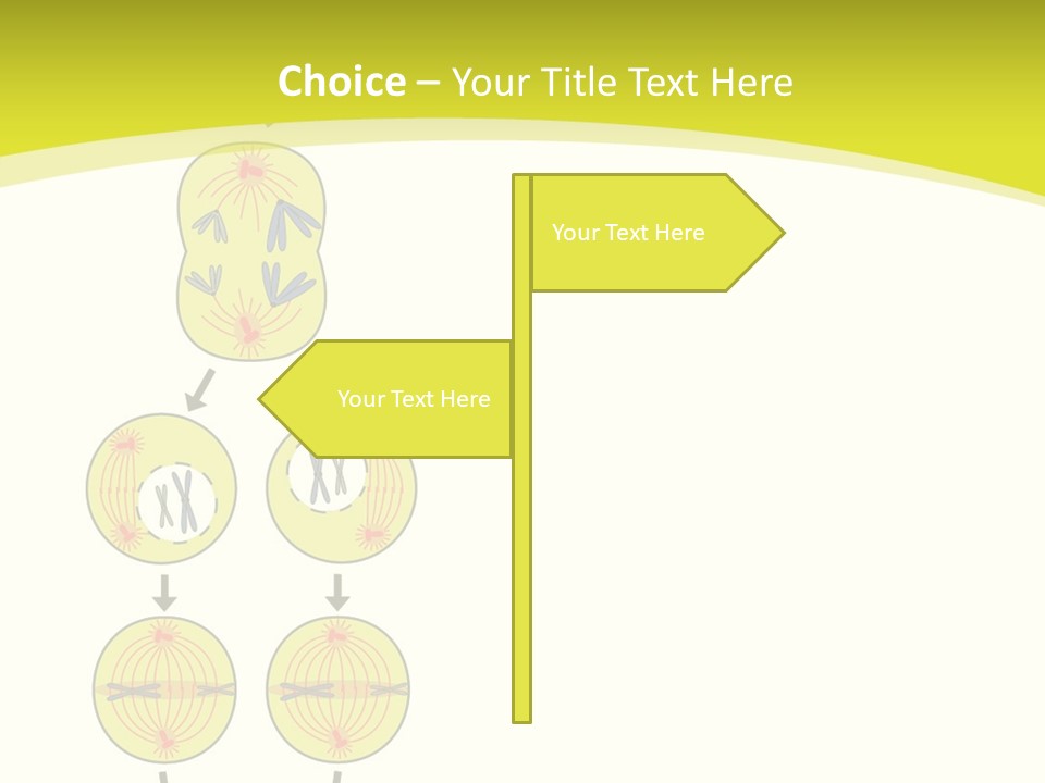 Organelle Cycle Tissue PowerPoint Template
