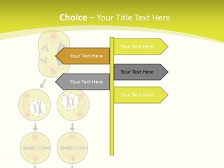 Organelle Cycle Tissue PowerPoint Template