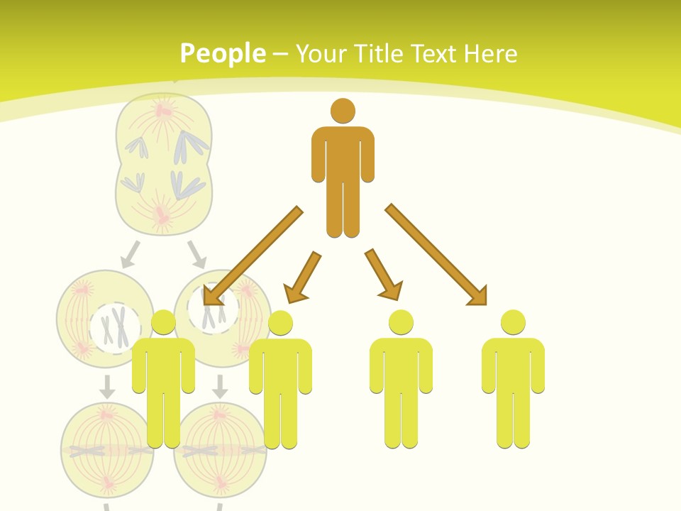 Organelle Cycle Tissue PowerPoint Template