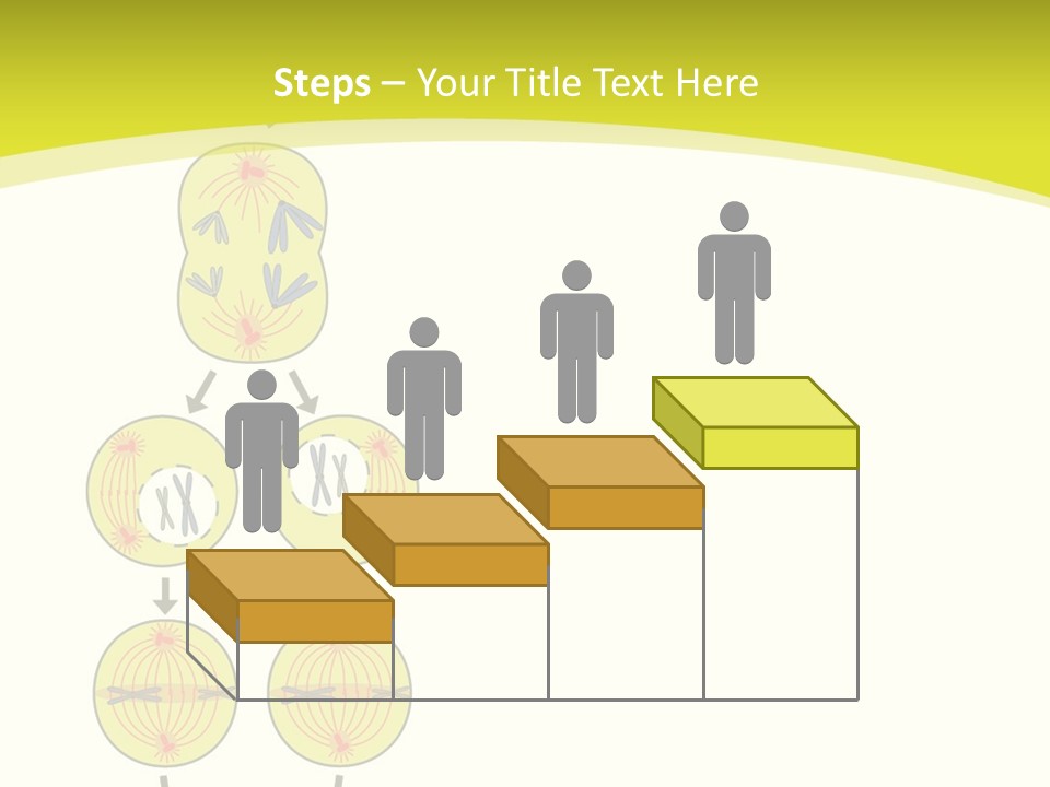 Organelle Cycle Tissue PowerPoint Template