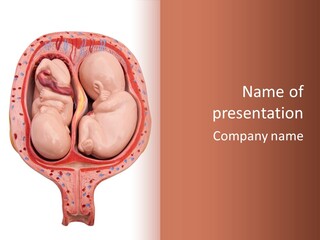 The Inside Of A Human Body With A Baby Inside Of It PowerPoint Template