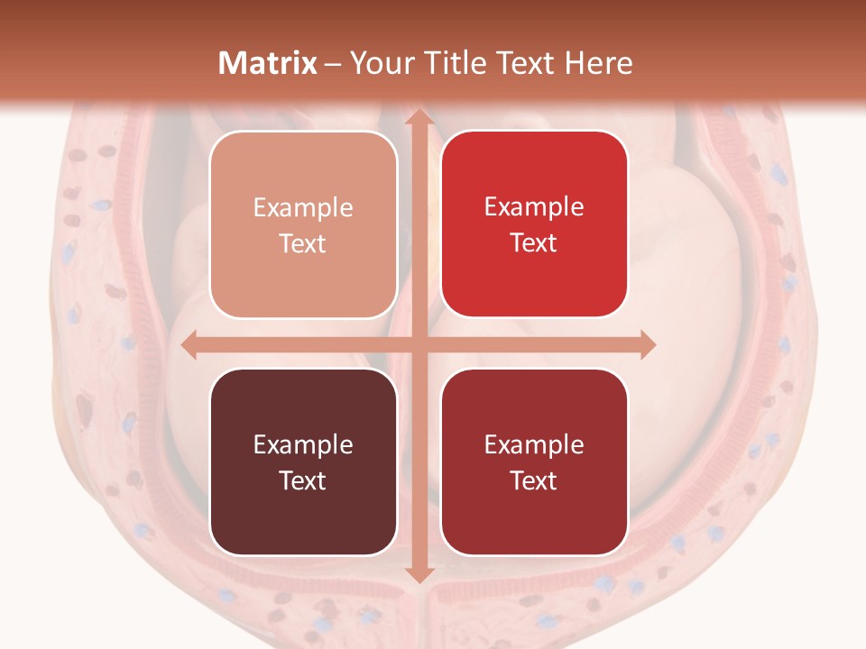 The Inside Of A Human Body With A Baby Inside Of It PowerPoint Template