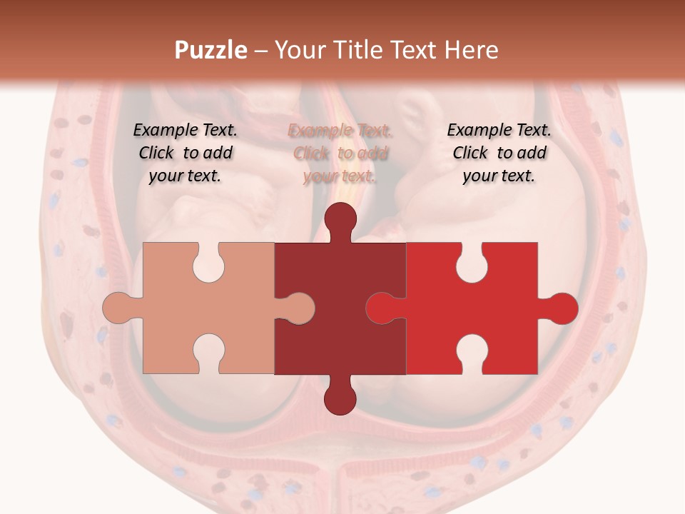 The Inside Of A Human Body With A Baby Inside Of It PowerPoint Template