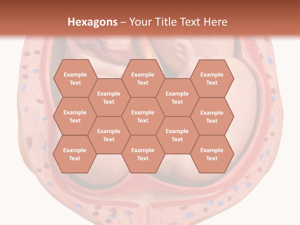 The Inside Of A Human Body With A Baby Inside Of It PowerPoint Template