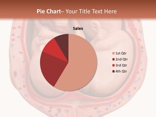 The Inside Of A Human Body With A Baby Inside Of It PowerPoint Template