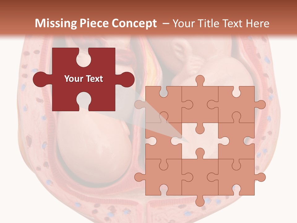 The Inside Of A Human Body With A Baby Inside Of It PowerPoint Template