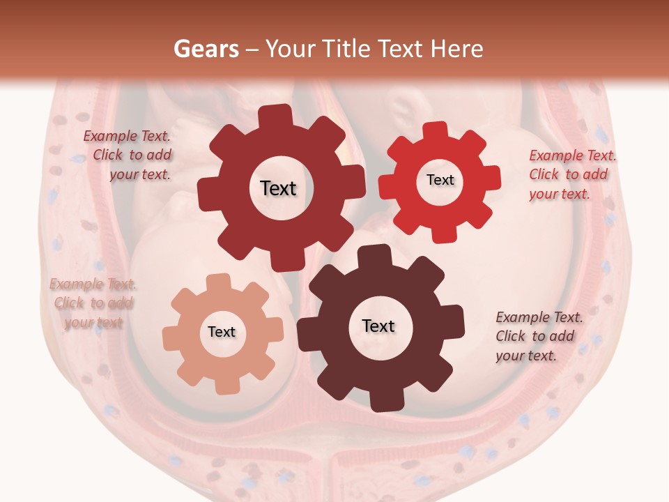 The Inside Of A Human Body With A Baby Inside Of It PowerPoint Template