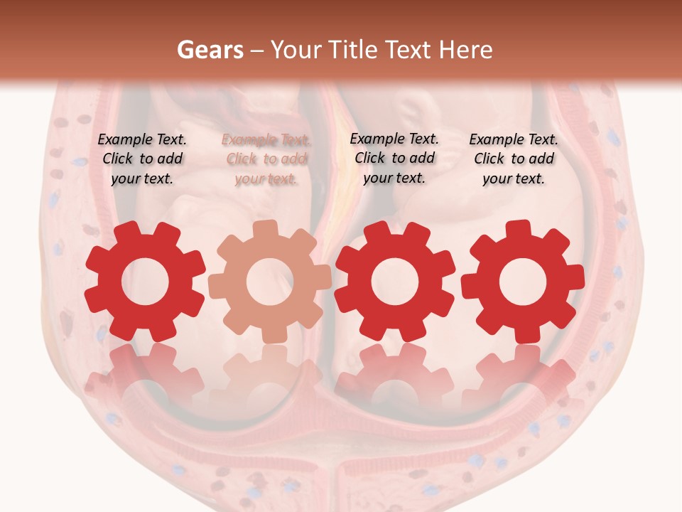 The Inside Of A Human Body With A Baby Inside Of It PowerPoint Template