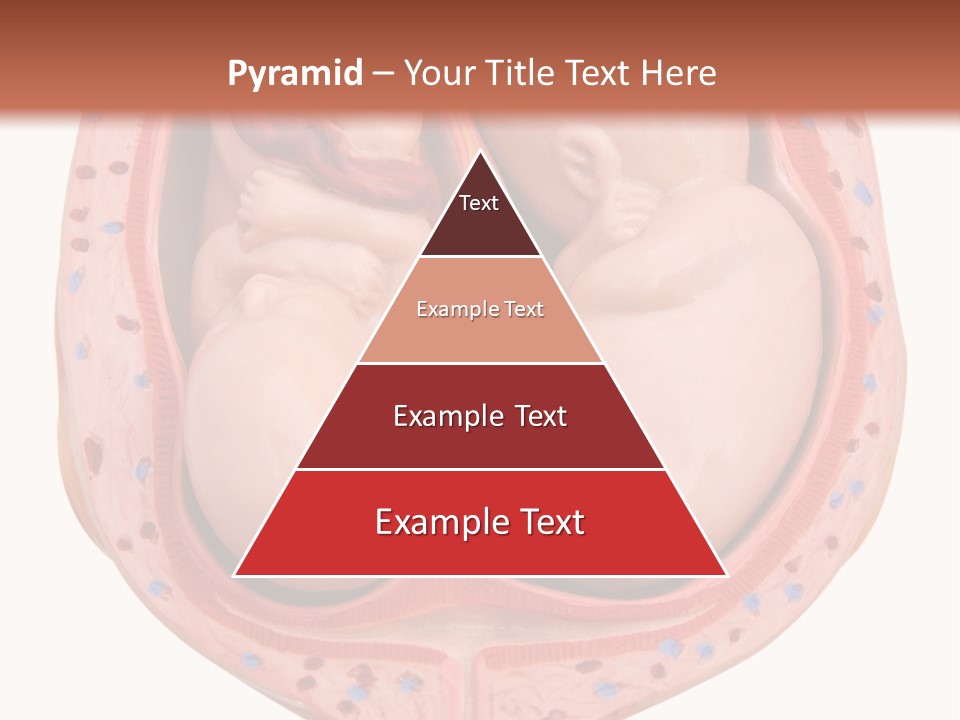 The Inside Of A Human Body With A Baby Inside Of It PowerPoint Template