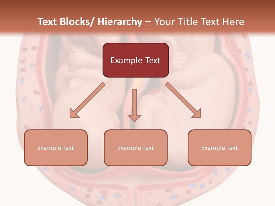 The Inside Of A Human Body With A Baby Inside Of It PowerPoint Template