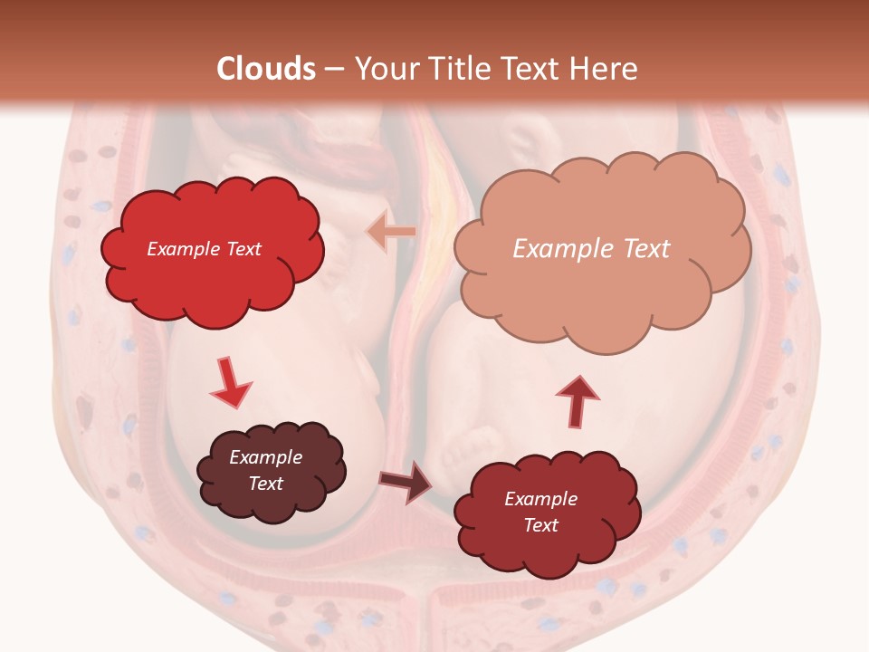 The Inside Of A Human Body With A Baby Inside Of It PowerPoint Template