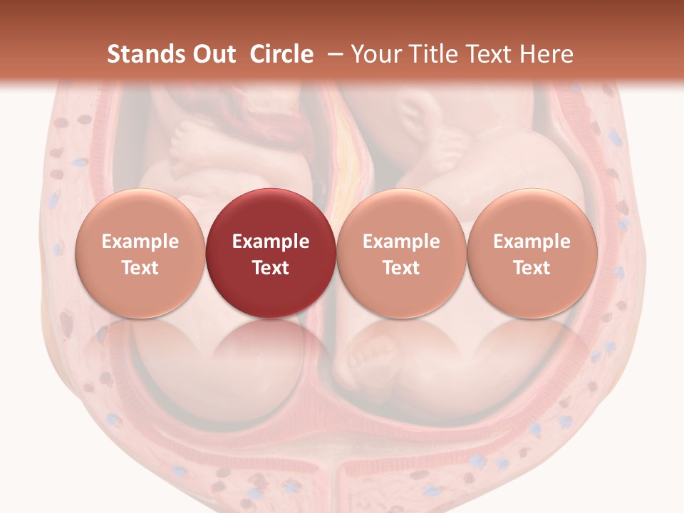 The Inside Of A Human Body With A Baby Inside Of It PowerPoint Template