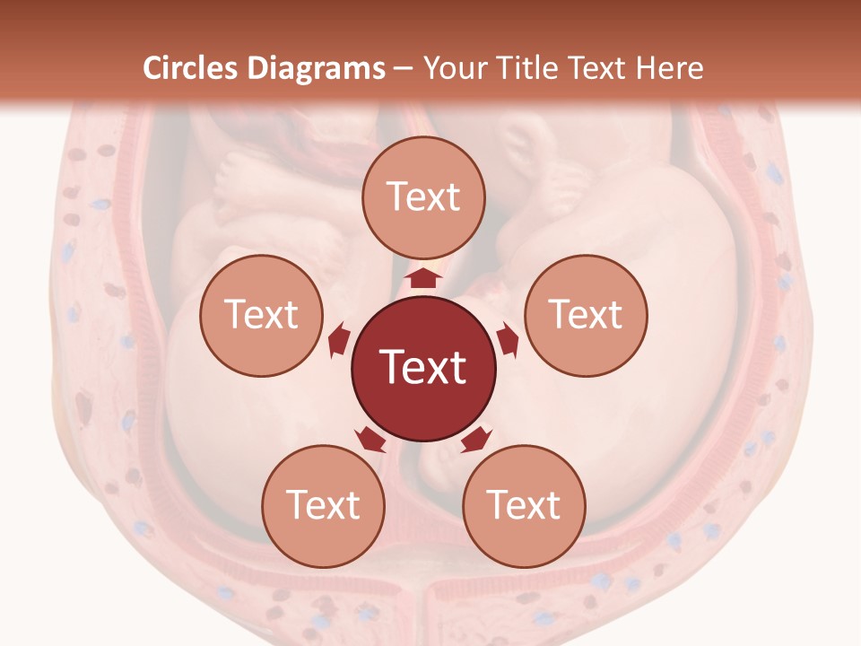 The Inside Of A Human Body With A Baby Inside Of It PowerPoint Template