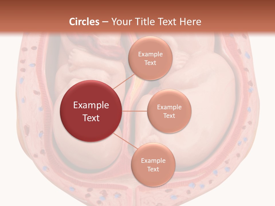The Inside Of A Human Body With A Baby Inside Of It PowerPoint Template