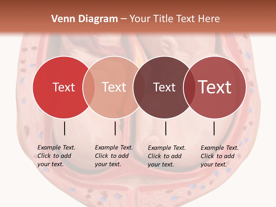 The Inside Of A Human Body With A Baby Inside Of It PowerPoint Template