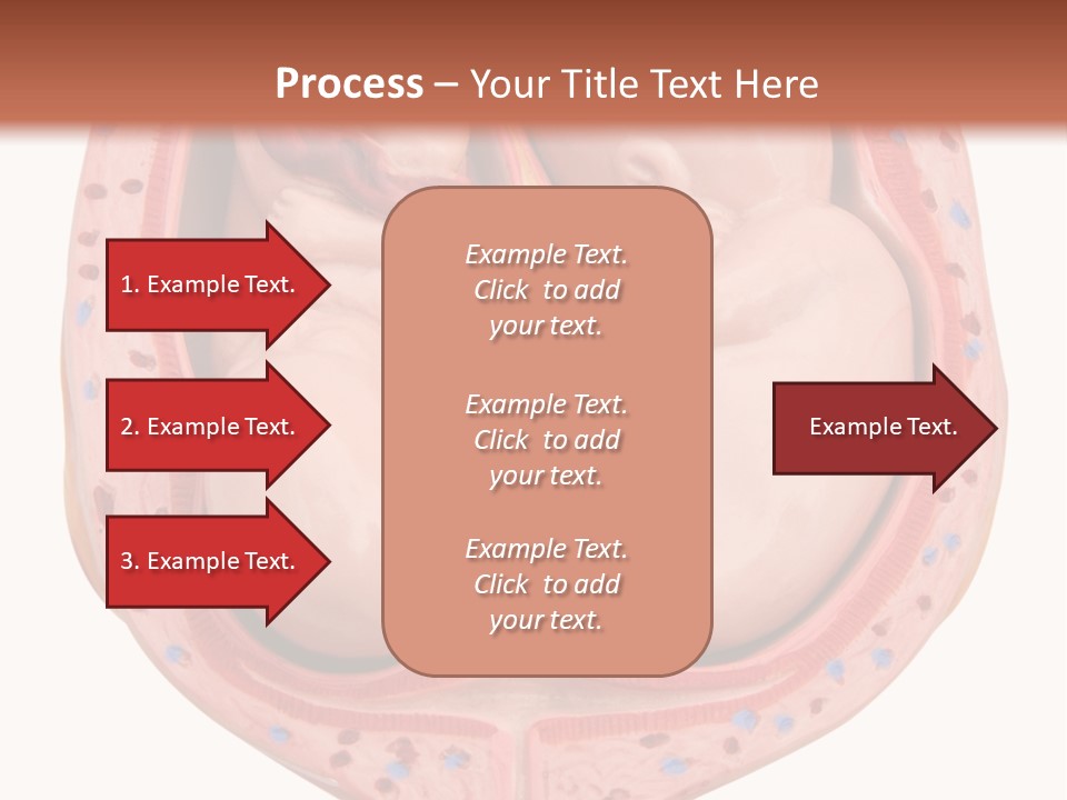 The Inside Of A Human Body With A Baby Inside Of It PowerPoint Template
