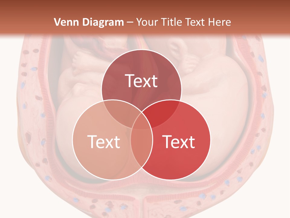 The Inside Of A Human Body With A Baby Inside Of It PowerPoint Template
