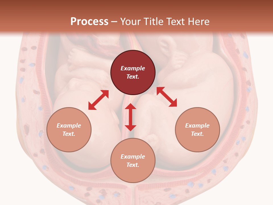 The Inside Of A Human Body With A Baby Inside Of It PowerPoint Template