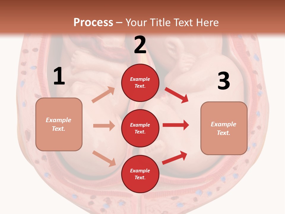 The Inside Of A Human Body With A Baby Inside Of It PowerPoint Template