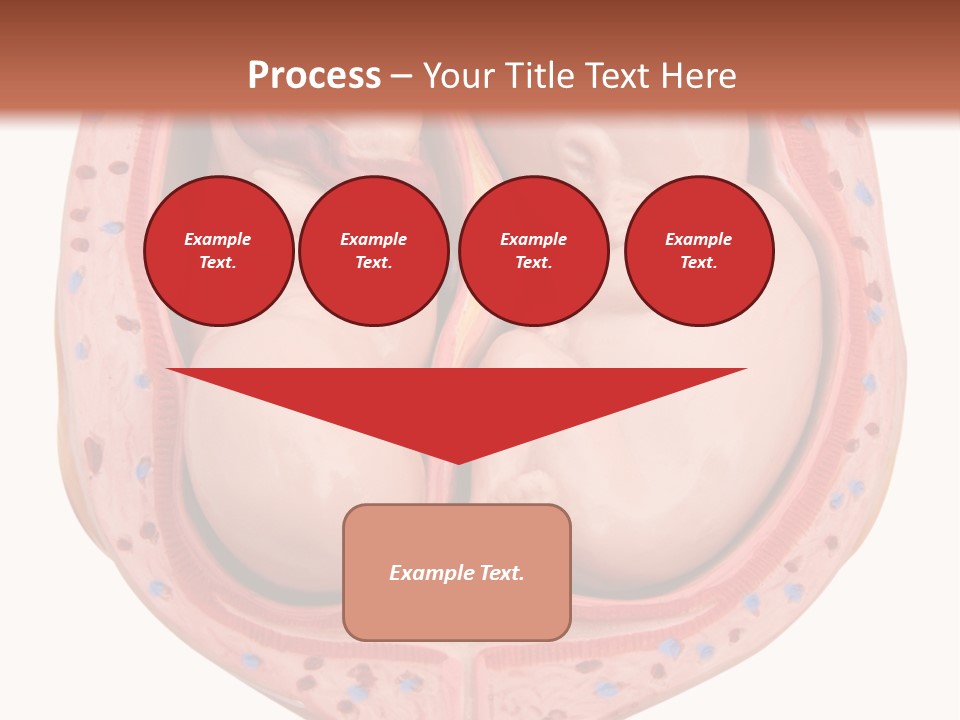The Inside Of A Human Body With A Baby Inside Of It PowerPoint Template