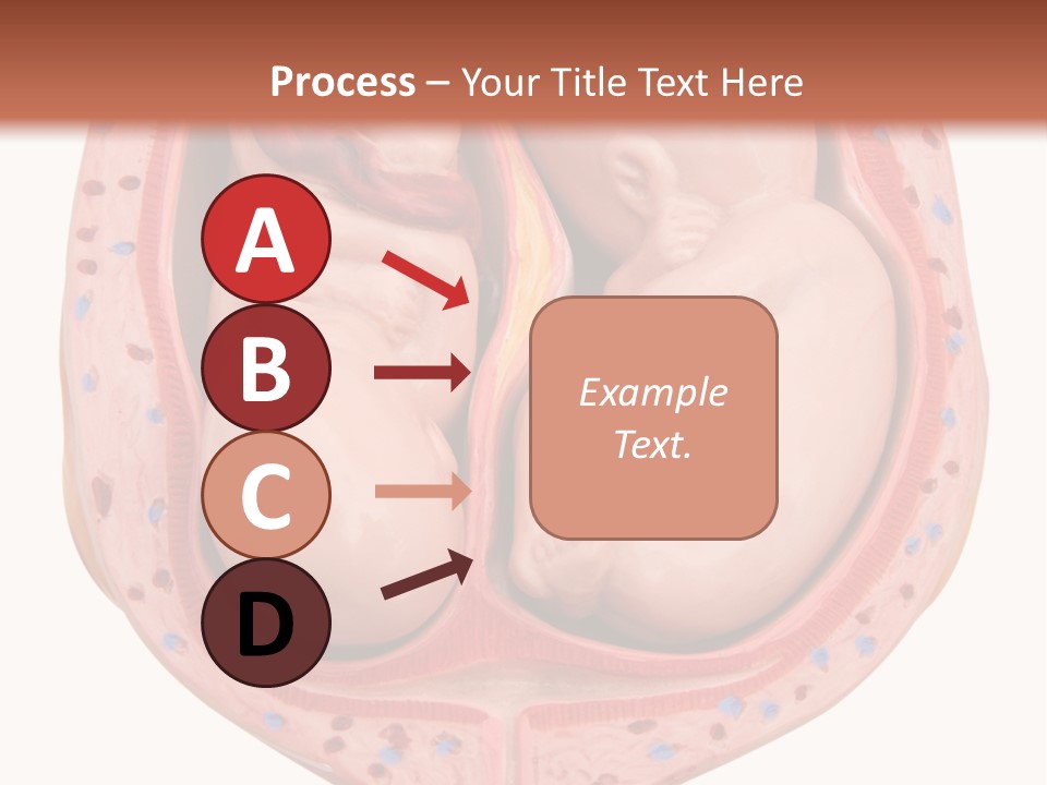 The Inside Of A Human Body With A Baby Inside Of It PowerPoint Template
