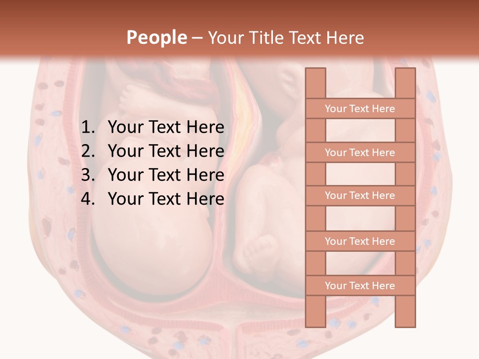 The Inside Of A Human Body With A Baby Inside Of It PowerPoint Template