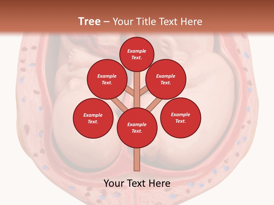 The Inside Of A Human Body With A Baby Inside Of It PowerPoint Template