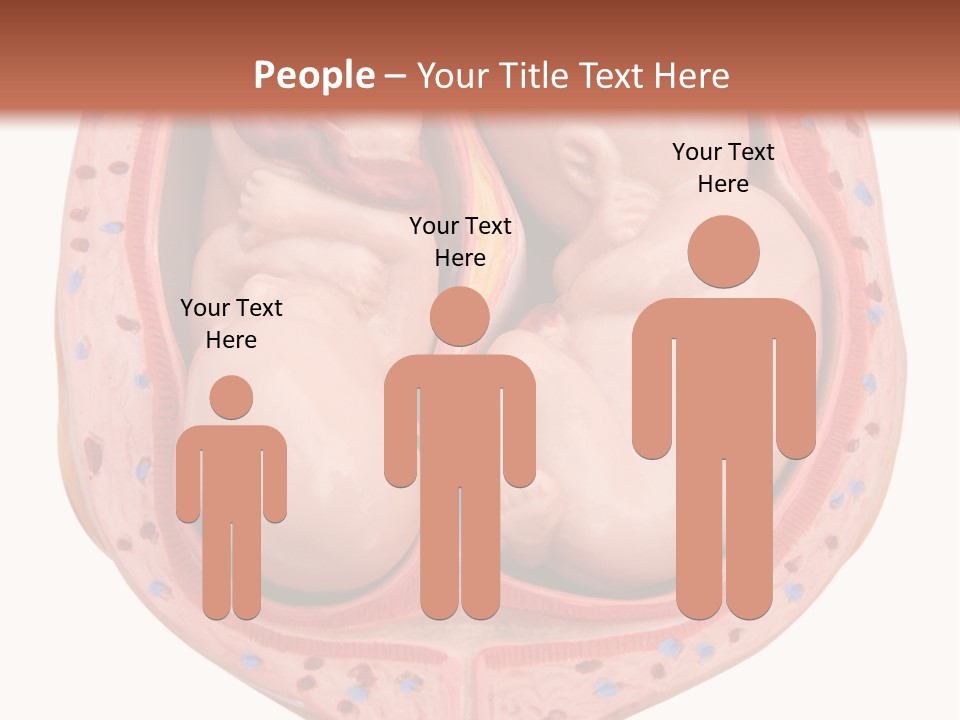 The Inside Of A Human Body With A Baby Inside Of It PowerPoint Template