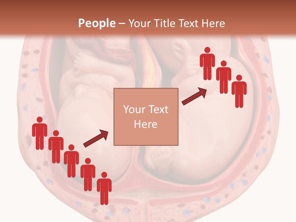 The Inside Of A Human Body With A Baby Inside Of It PowerPoint Template