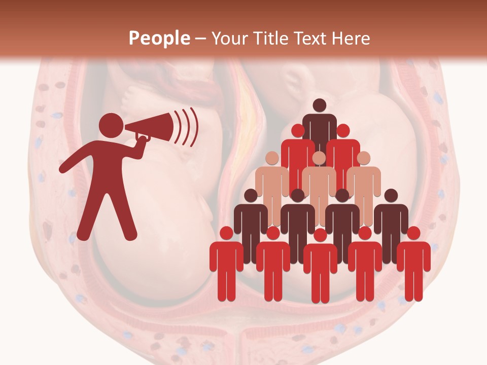 The Inside Of A Human Body With A Baby Inside Of It PowerPoint Template