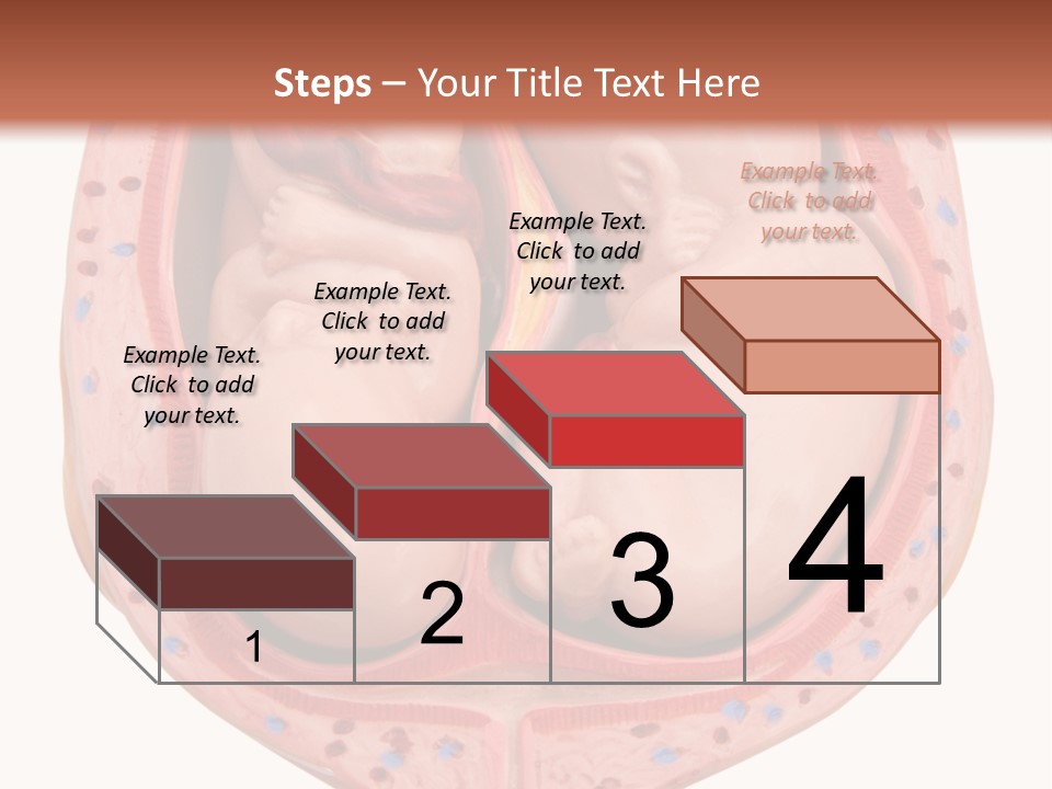 The Inside Of A Human Body With A Baby Inside Of It PowerPoint Template
