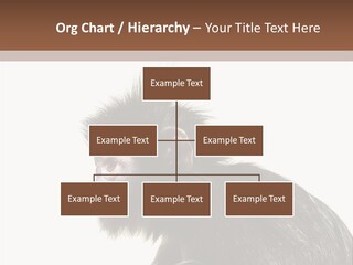 Forest Strong Orange PowerPoint Template