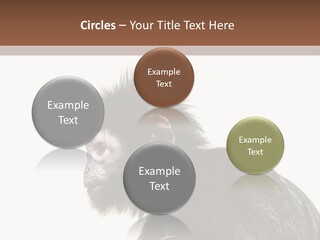 Forest Strong Orange PowerPoint Template
