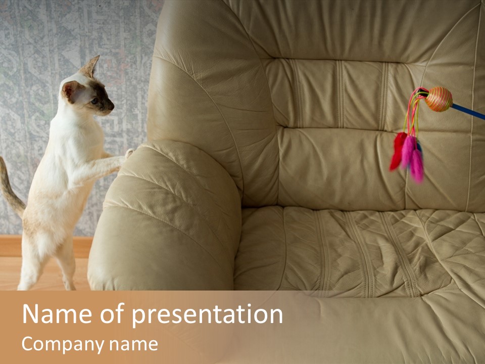 A Cat Standing On Its Hind Legs In Front Of A Couch PowerPoint Template