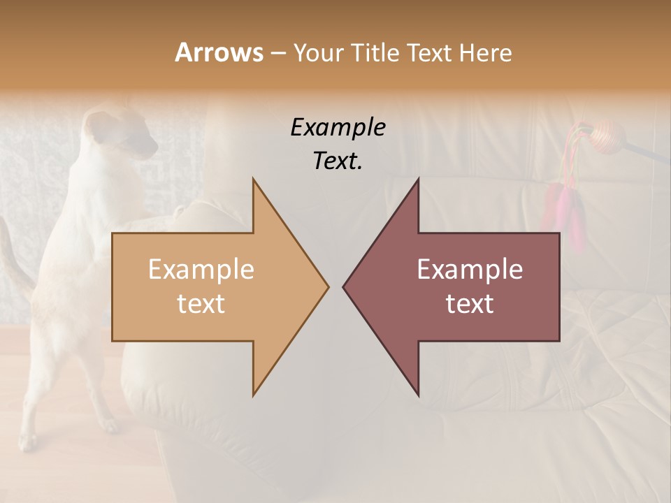 A Cat Standing On Its Hind Legs In Front Of A Couch PowerPoint Template