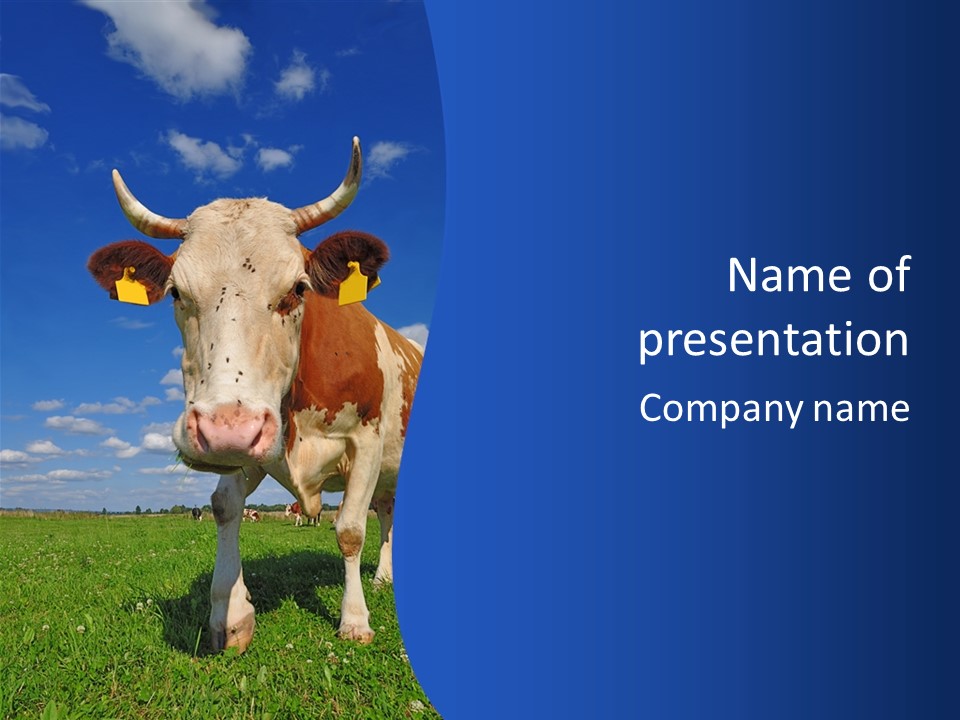 A Cow Standing In A Field With A Sky Background PowerPoint Template