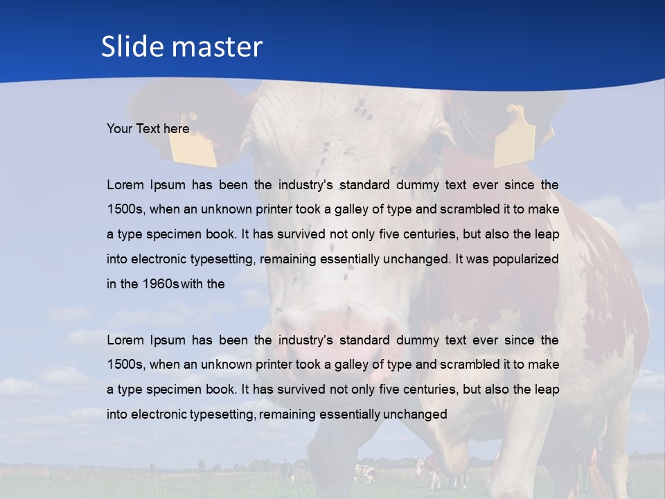 A Cow Standing In A Field With A Sky Background PowerPoint Template