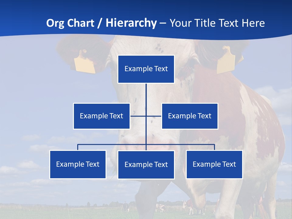 A Cow Standing In A Field With A Sky Background PowerPoint Template