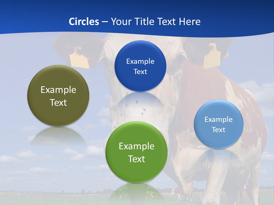 A Cow Standing In A Field With A Sky Background PowerPoint Template