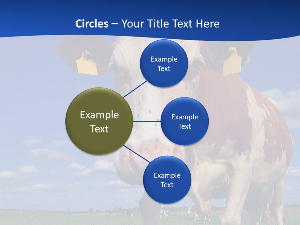 A Cow Standing In A Field With A Sky Background PowerPoint Template