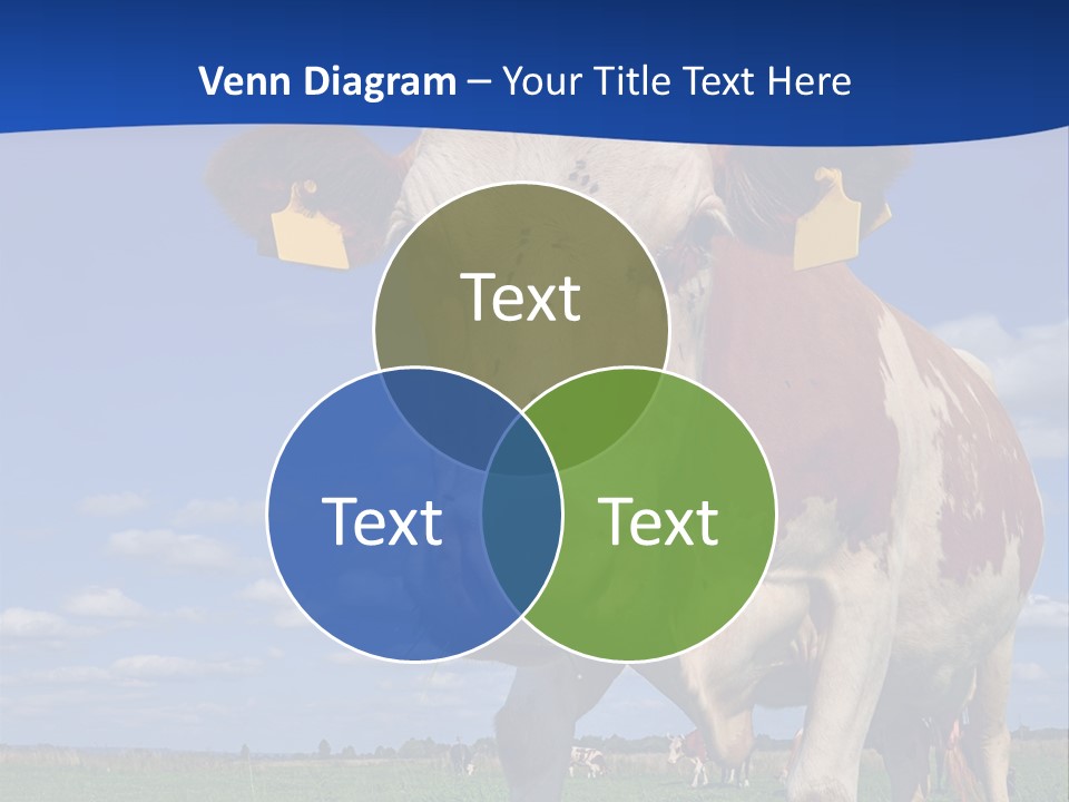A Cow Standing In A Field With A Sky Background PowerPoint Template