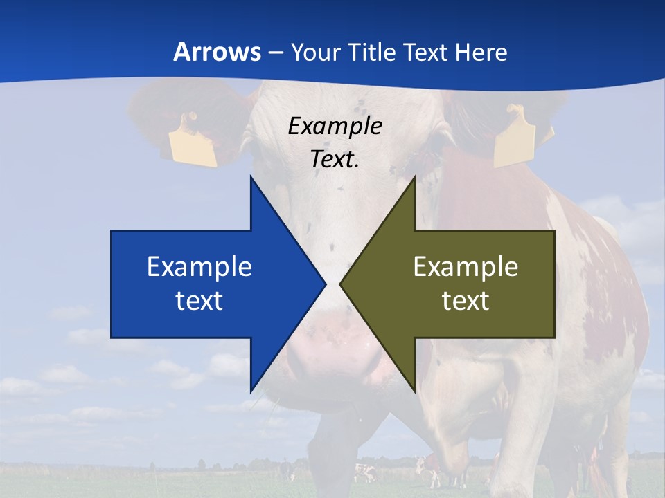 A Cow Standing In A Field With A Sky Background PowerPoint Template